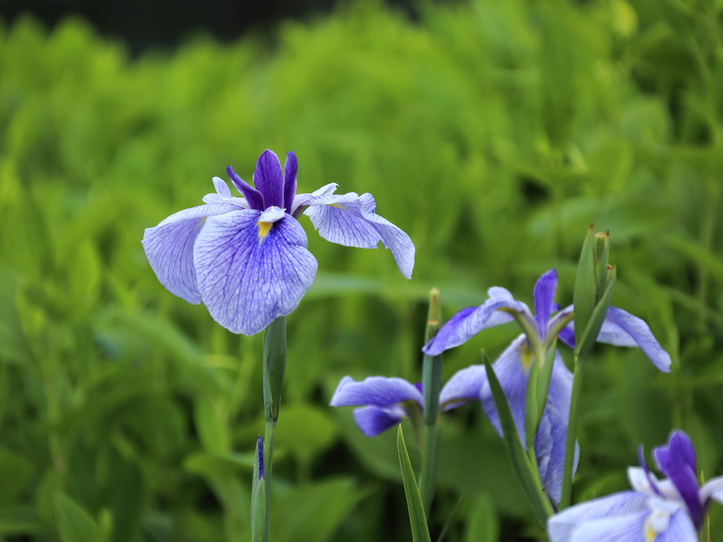 花菖蒲