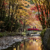 小國神社紅葉