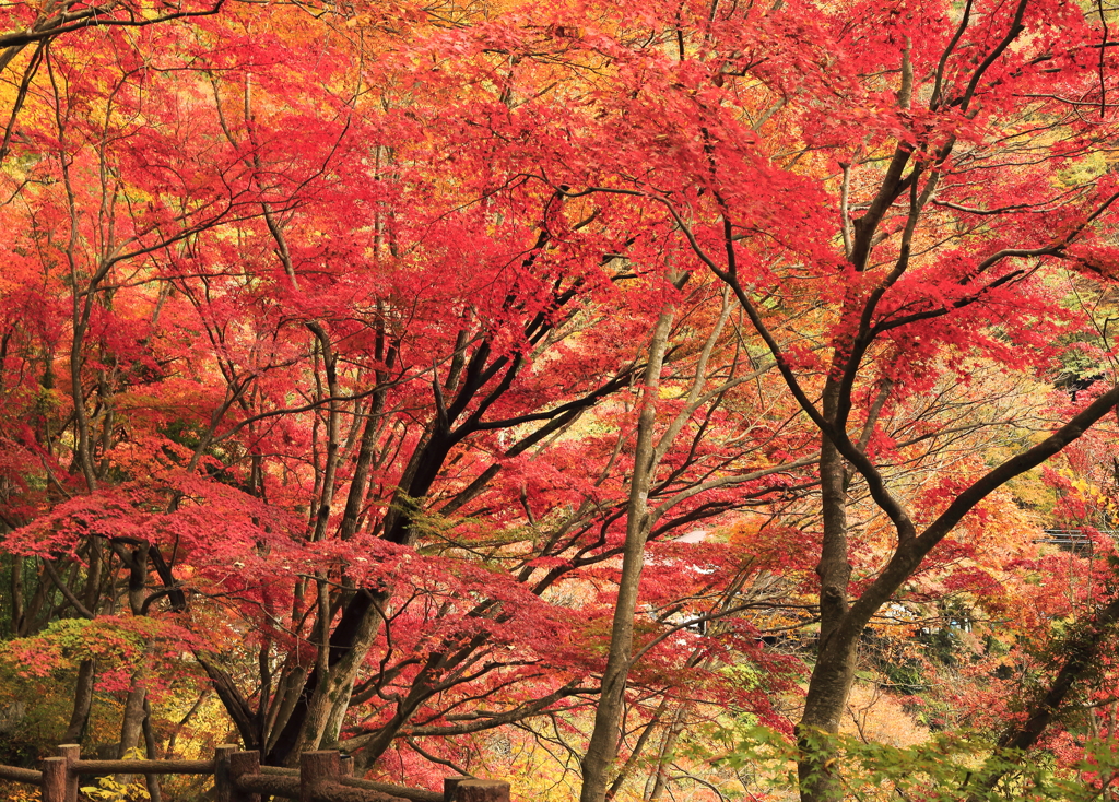 紅葉2