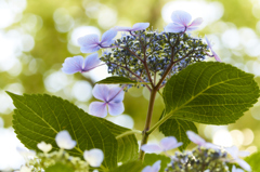 日陰の花