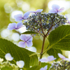 日陰の花