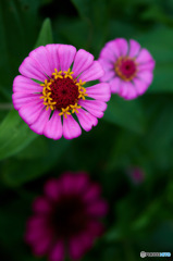 道端の花
