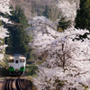 cherry blossoms railway