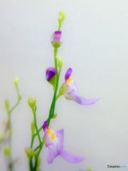 ミミカキグサの花