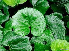 雨に濡れるツワブキの葉