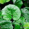 雨に濡れるツワブキの葉