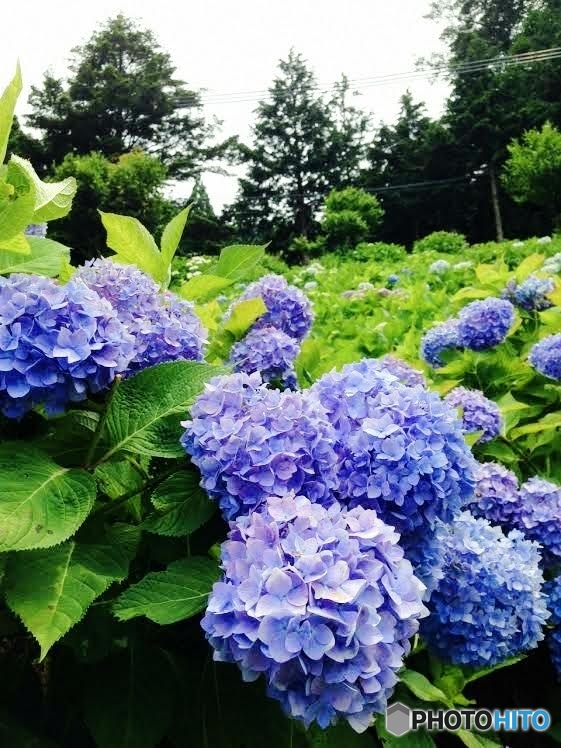 紫陽花