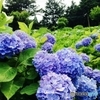 紫陽花