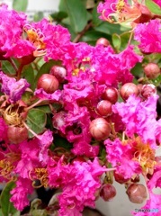 サルスベリの花