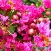 サルスベリの花
