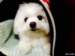 街中で出会った犬