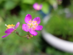 夏花火