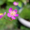 夏花火