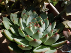 植物園にて