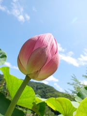 蓮のつぼみ