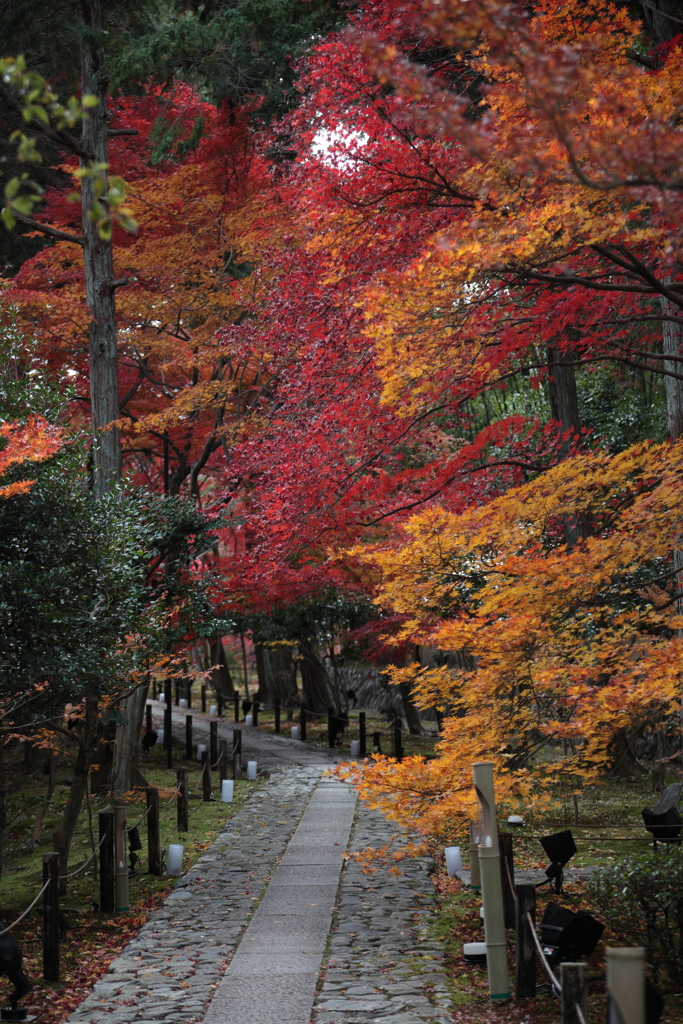 紅葉