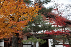 紅葉