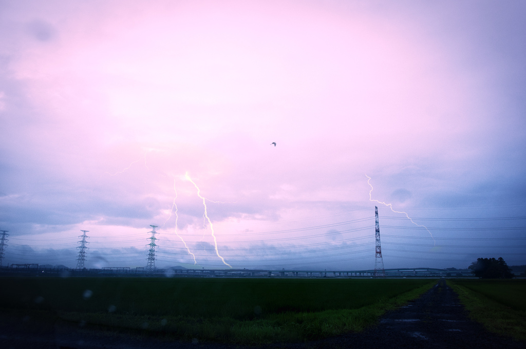 雷雨の鷺