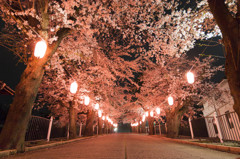 夜桜
