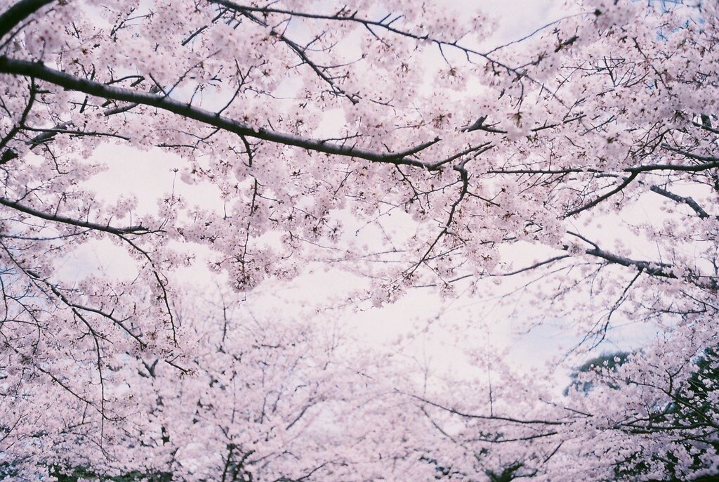 桜