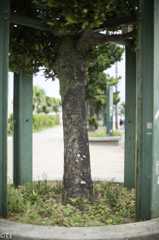 力強い街路樹