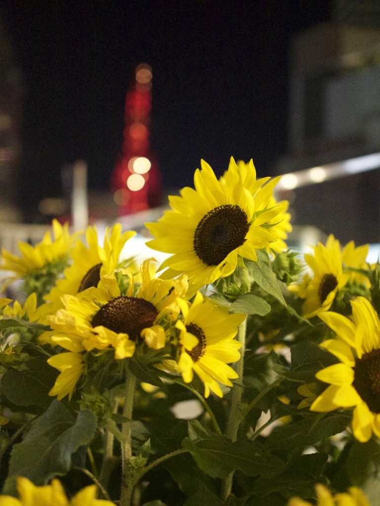 都会の太陽