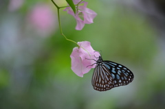 昆陽池昆虫館