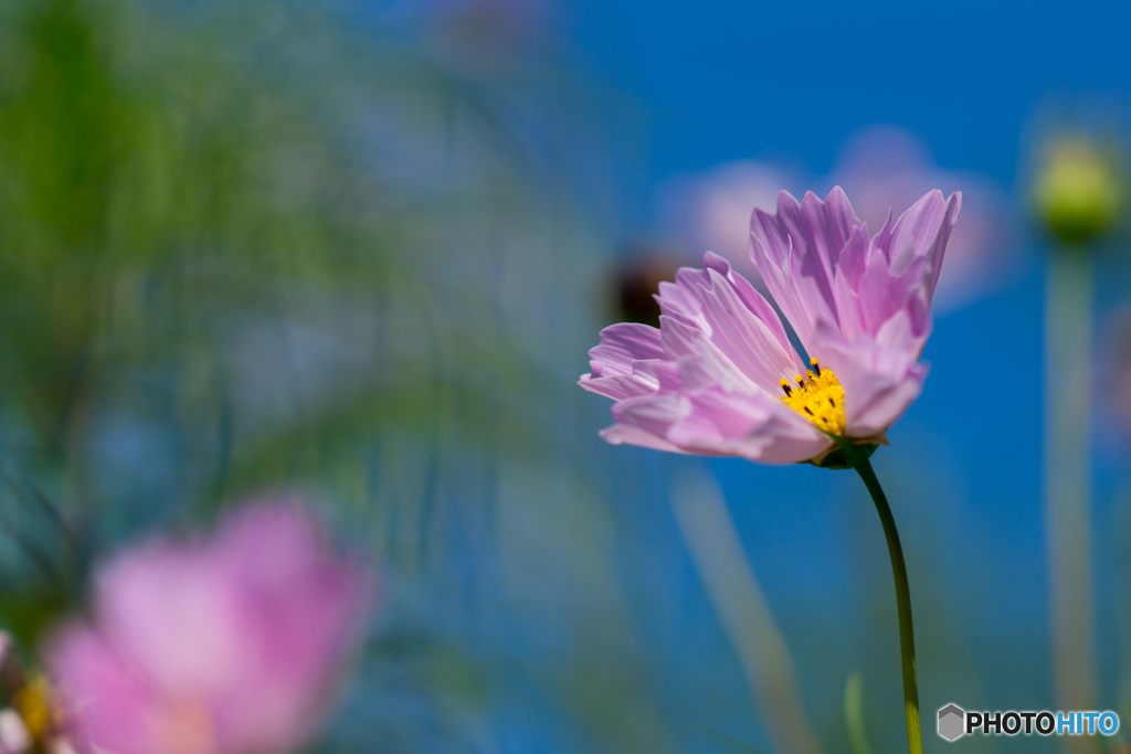 秋桜