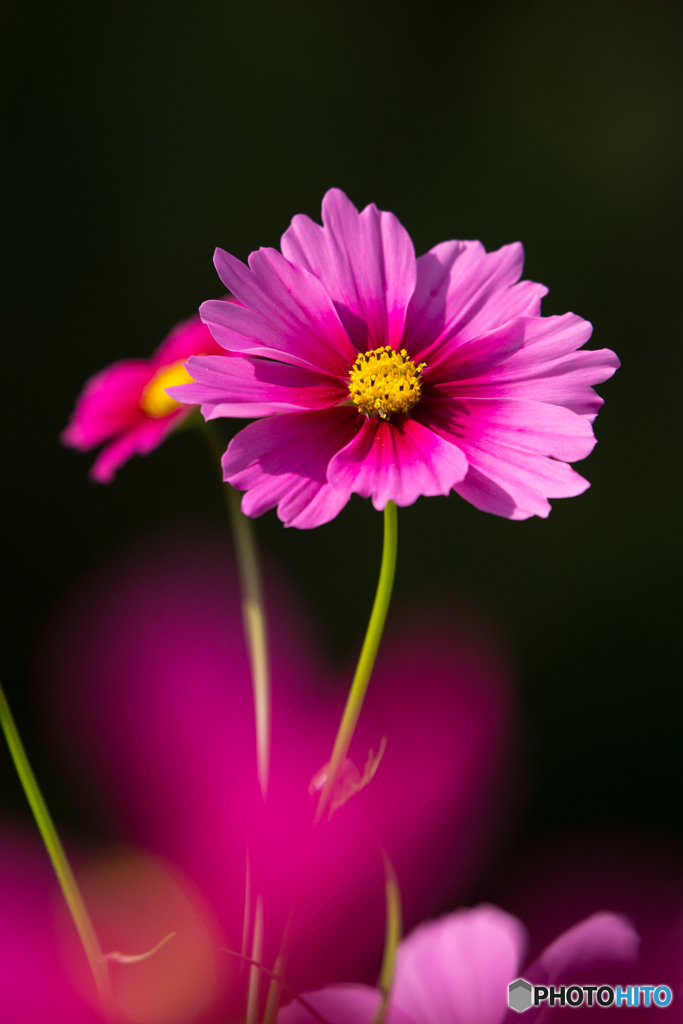 秋桜