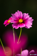 秋桜