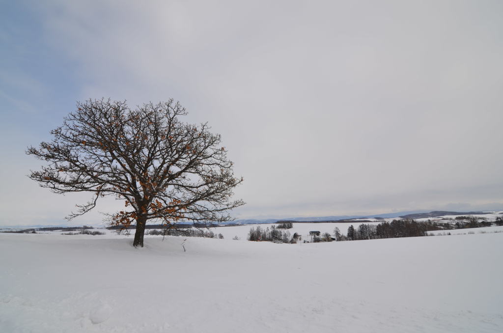 美瑛の雪景色