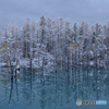雪化粧の青い池