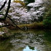 水間公園の桜