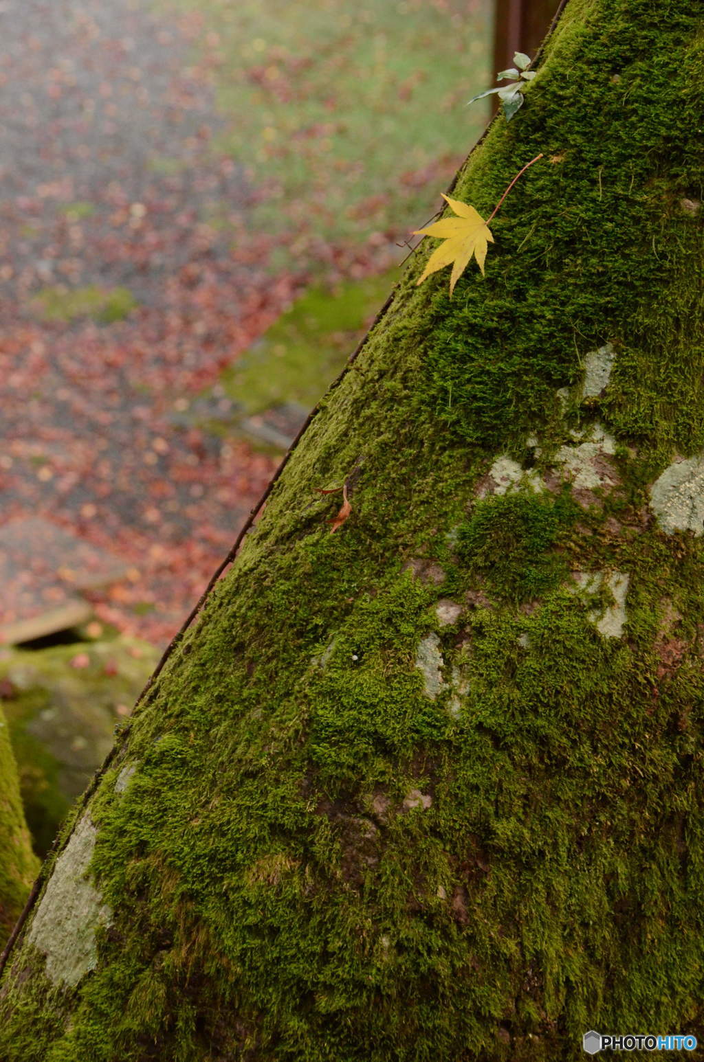 苔ともみじ