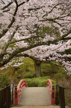 水間公園の桜2