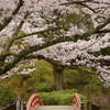 水間公園の桜2