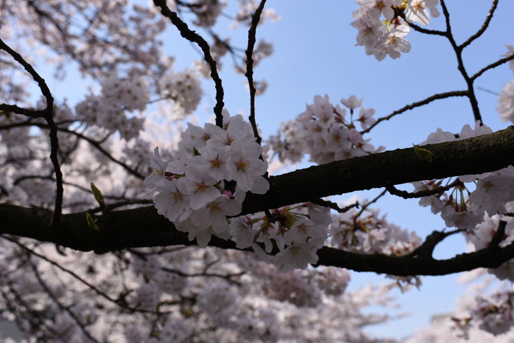 Spring has come Ⅱ