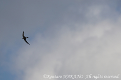 ヒメアマツバメ