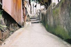 ねこ