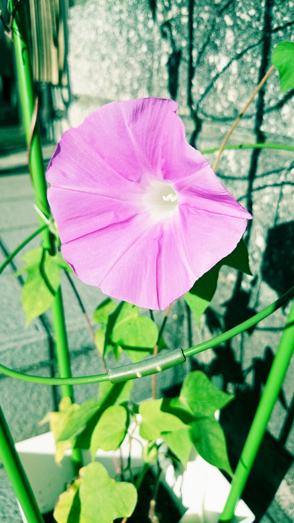 あさがお
