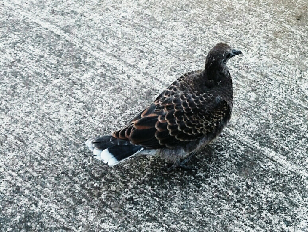 謎の鳥