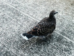 謎の鳥