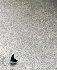 黒アゲハ