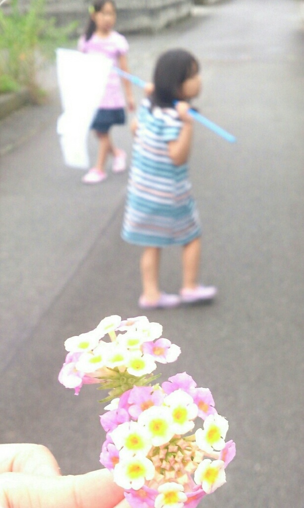 ランタナ