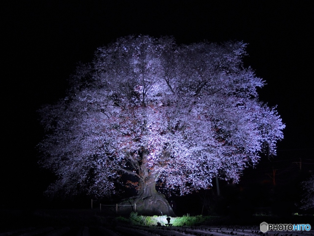 桜のライトアップ