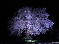 桜のライトアップ