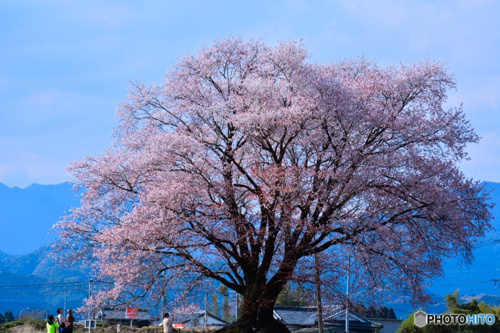 畑の一本桜