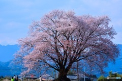 畑の一本桜