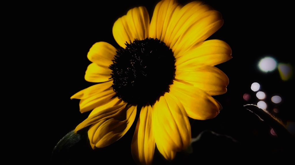 DSCF0237