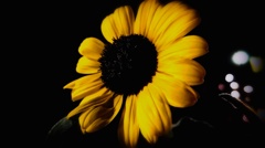 DSCF0237